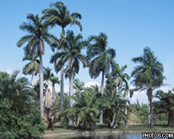 На Мадагаскаре обнаружили пальму-самоубийцу