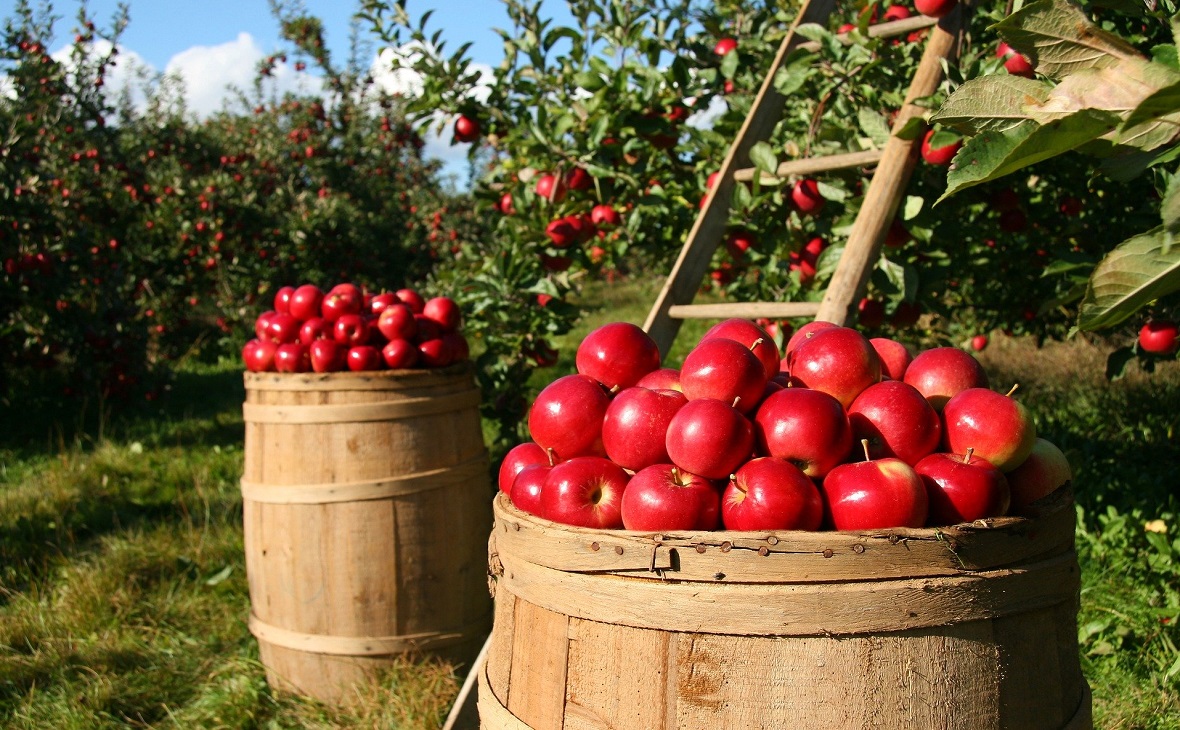 Эх, яблочко: кубанский холдинг Тимченко займется производством соков