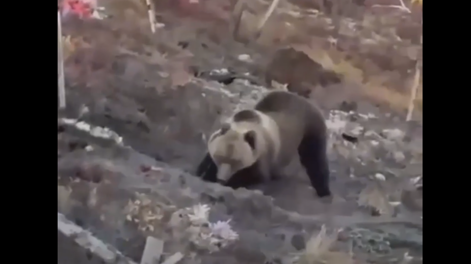 На Урале медведь разрыл могилы и съел останки на кладбище под Златоустом