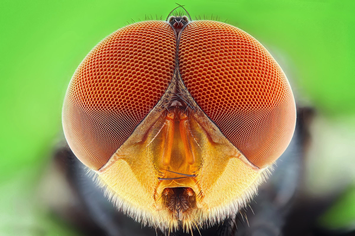 Глаза мухи не могут сформировать точное изображение неподвижного объекта, зато они хорошо видят окружающий мир в движении