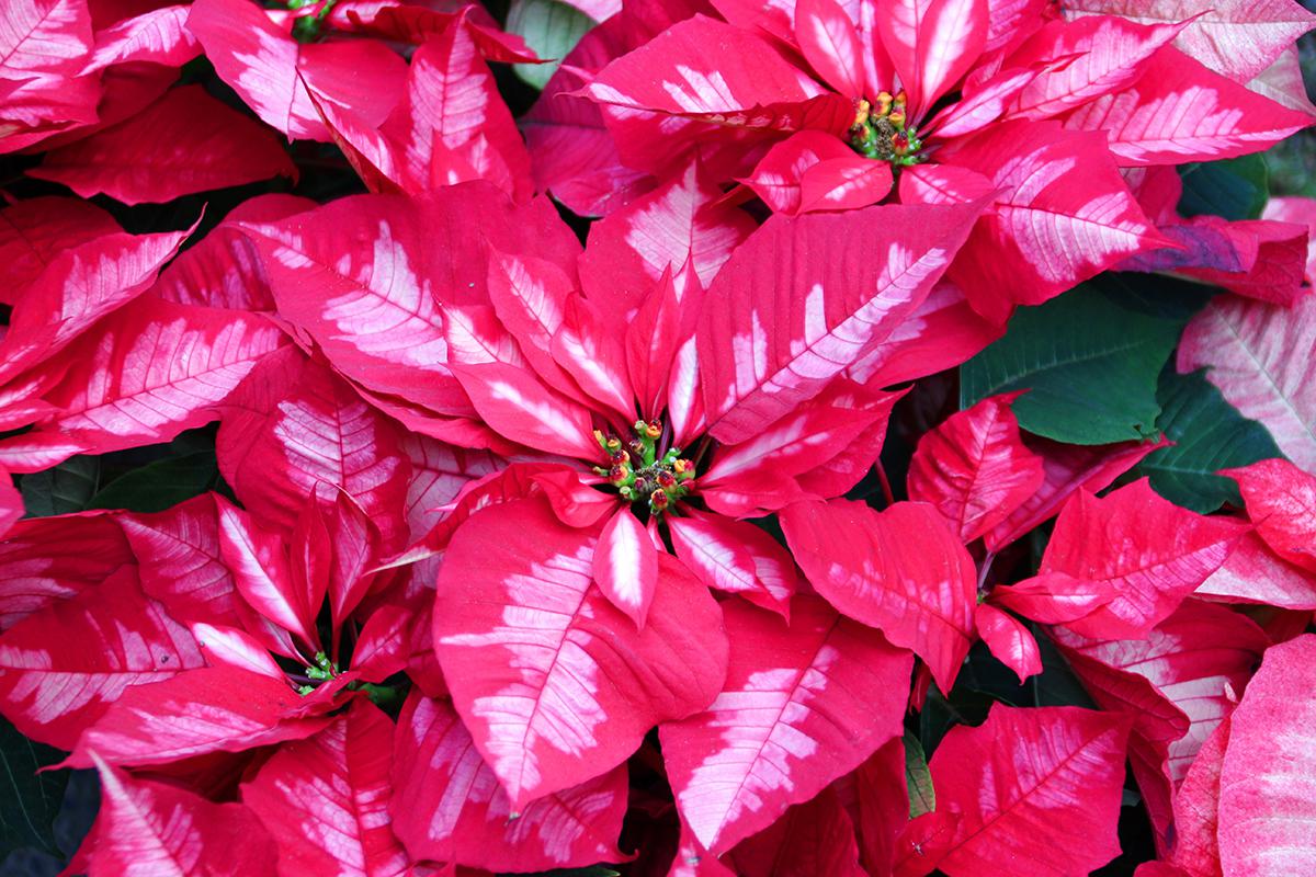 Чаще всего прицветники пуансеттии бывают красными, но встречаются растения и других оттенков