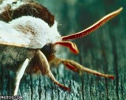 Австралийцы принялись поедать пестицидных мотыльков