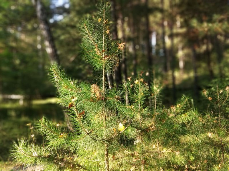 Фото: Алексей Коваленок / РБК Новосибирск