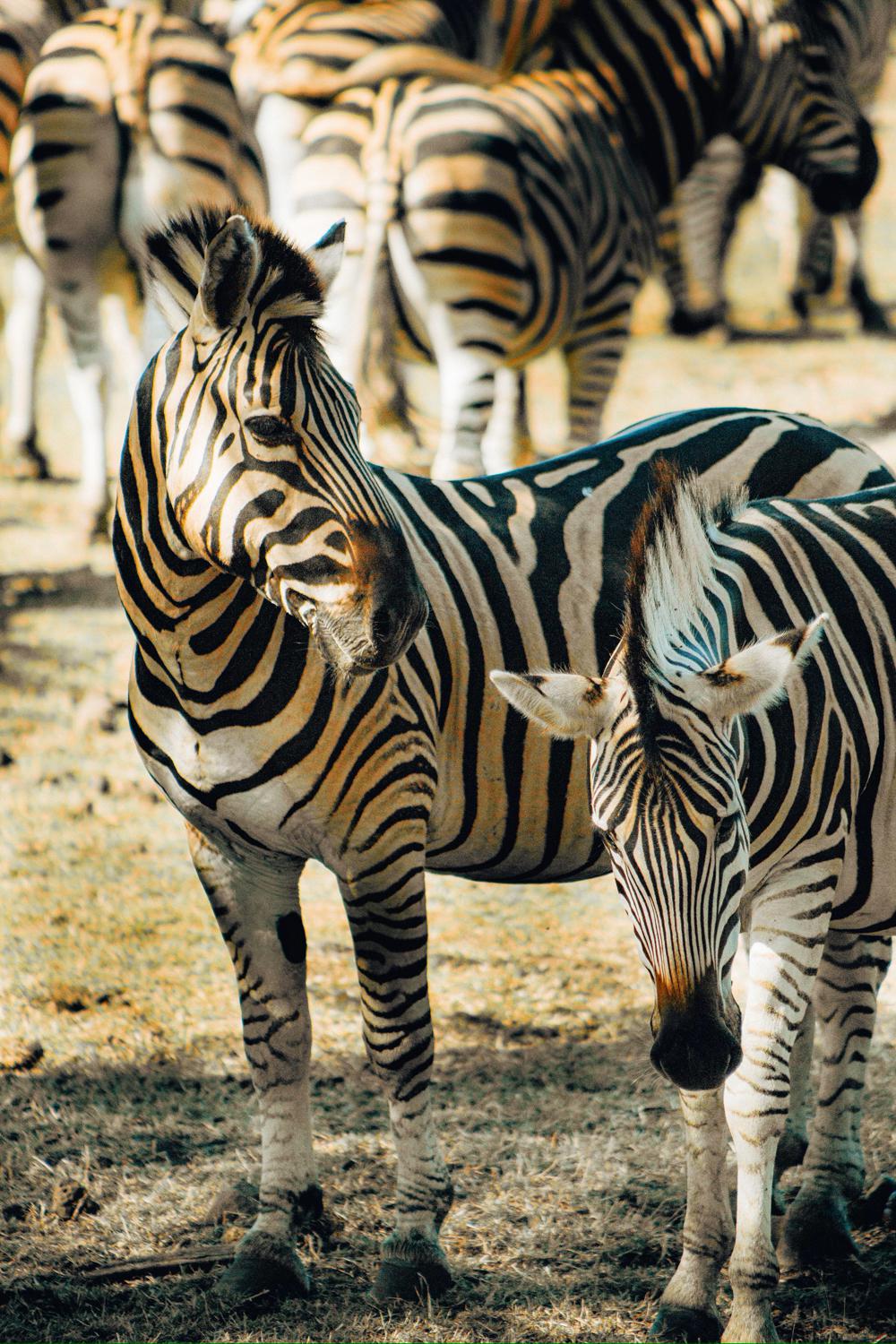Зебры в парке&nbsp;Casela Nature Parks