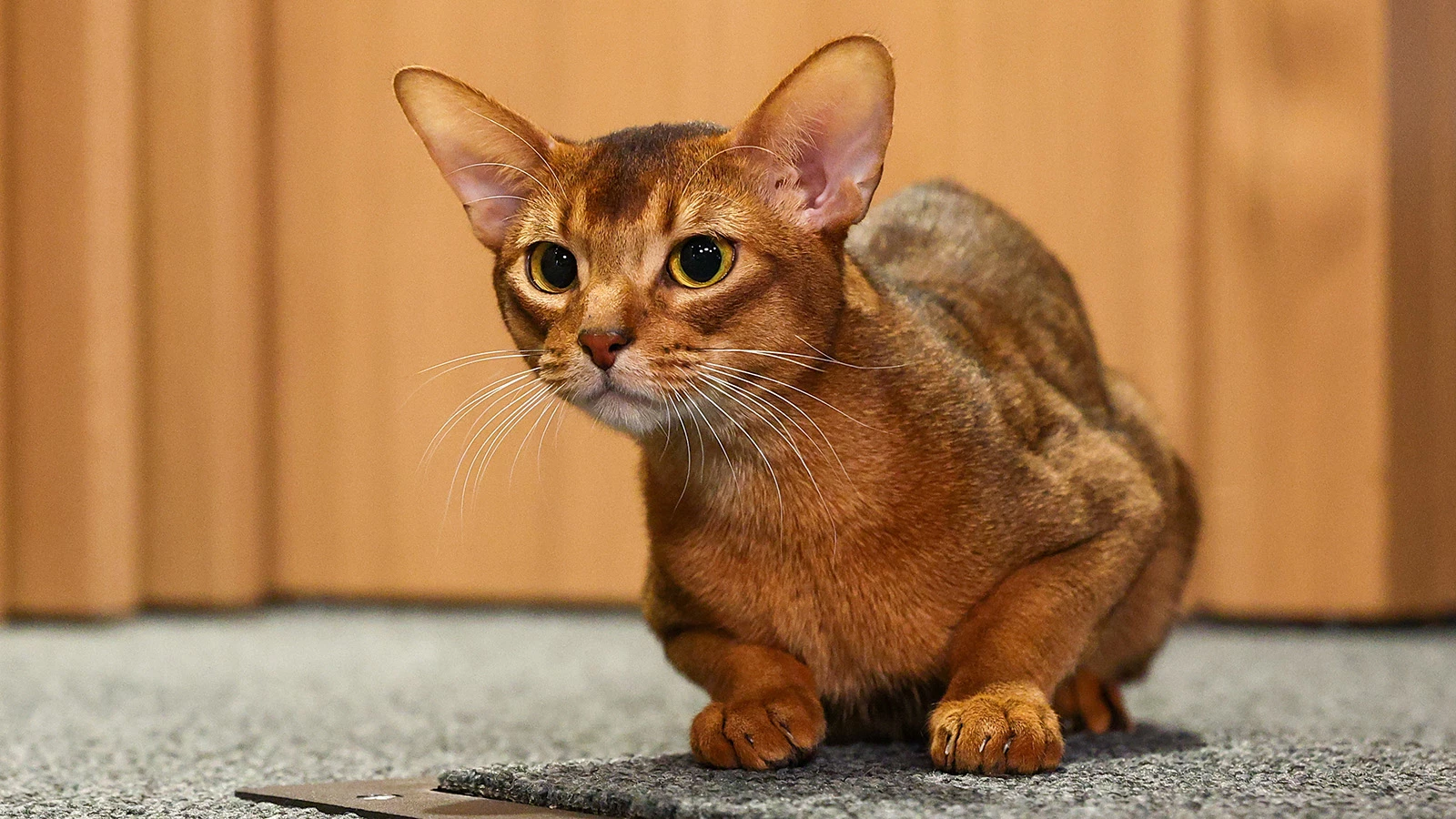 Абиссинский кот по кличке Дарлен Флер Далмор Блэк