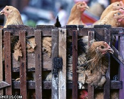 США озабочены сокращением поставок мяса птицы в РФ