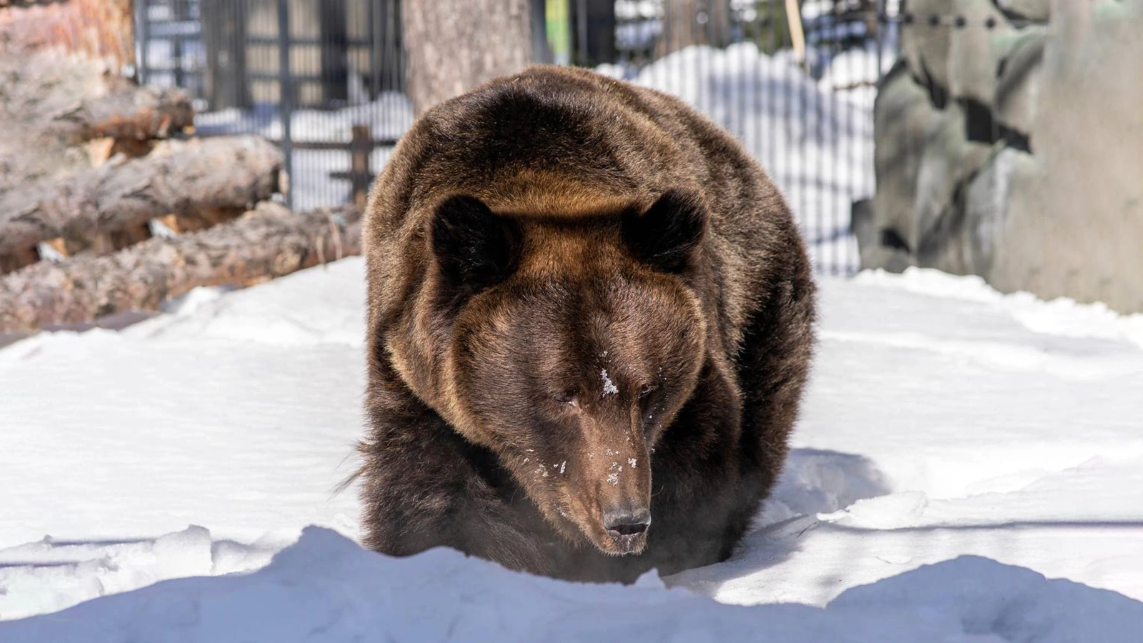 <p>Медведь из Новосибирского зоопарка&nbsp;</p>