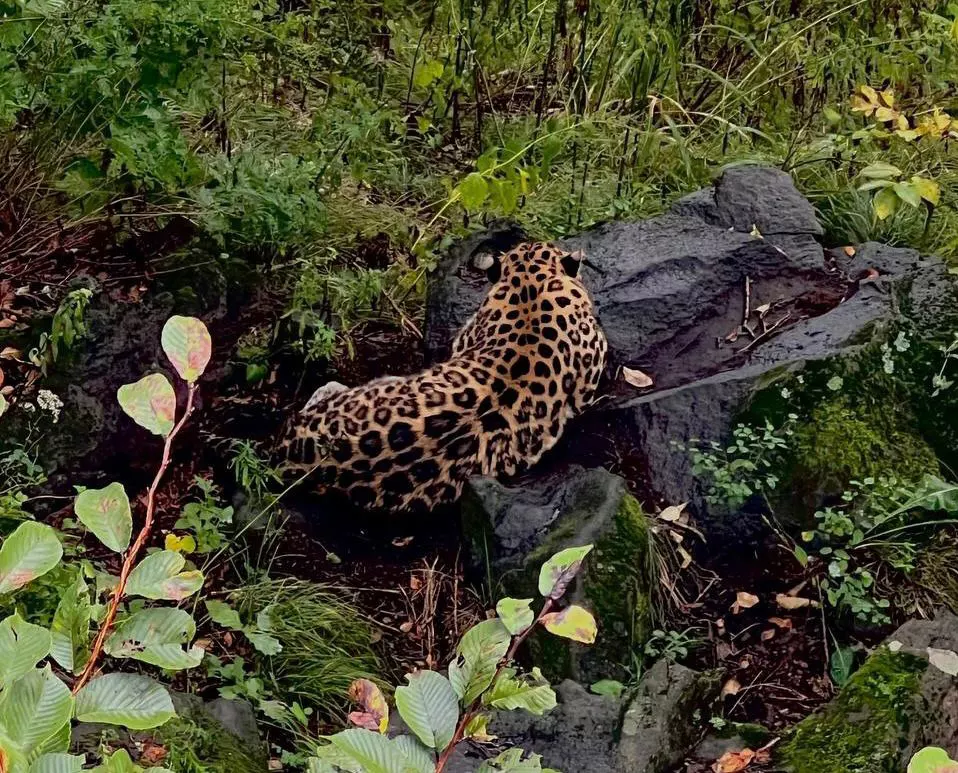 РБК Приморье