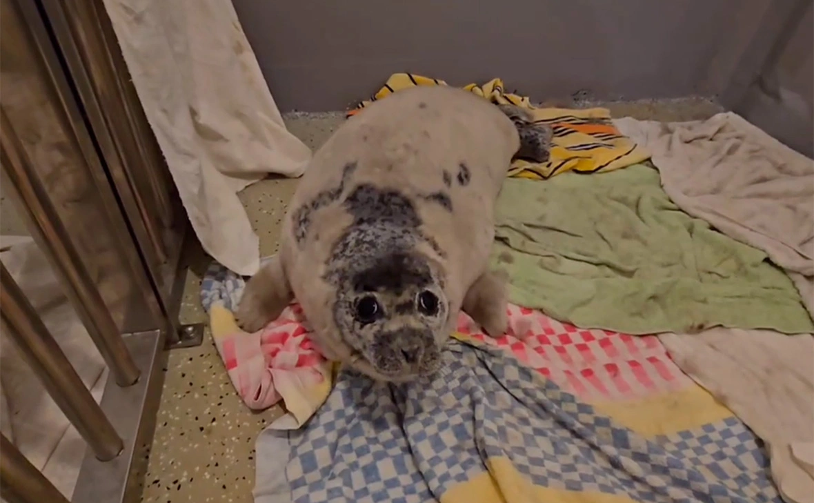 tulandvsevse / Telegram