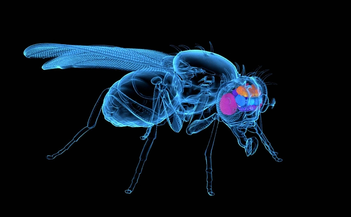 Amy Sterling / FlyWire / Princeton.edu