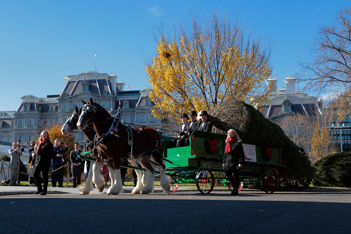 Мелания Трамп приняла в Белом доме рождественскую елку, 24 ноября 2025 года