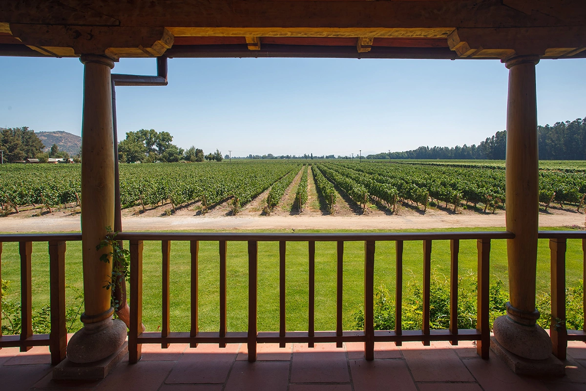 Госдума разрешила строить гостиницы на виноградниках