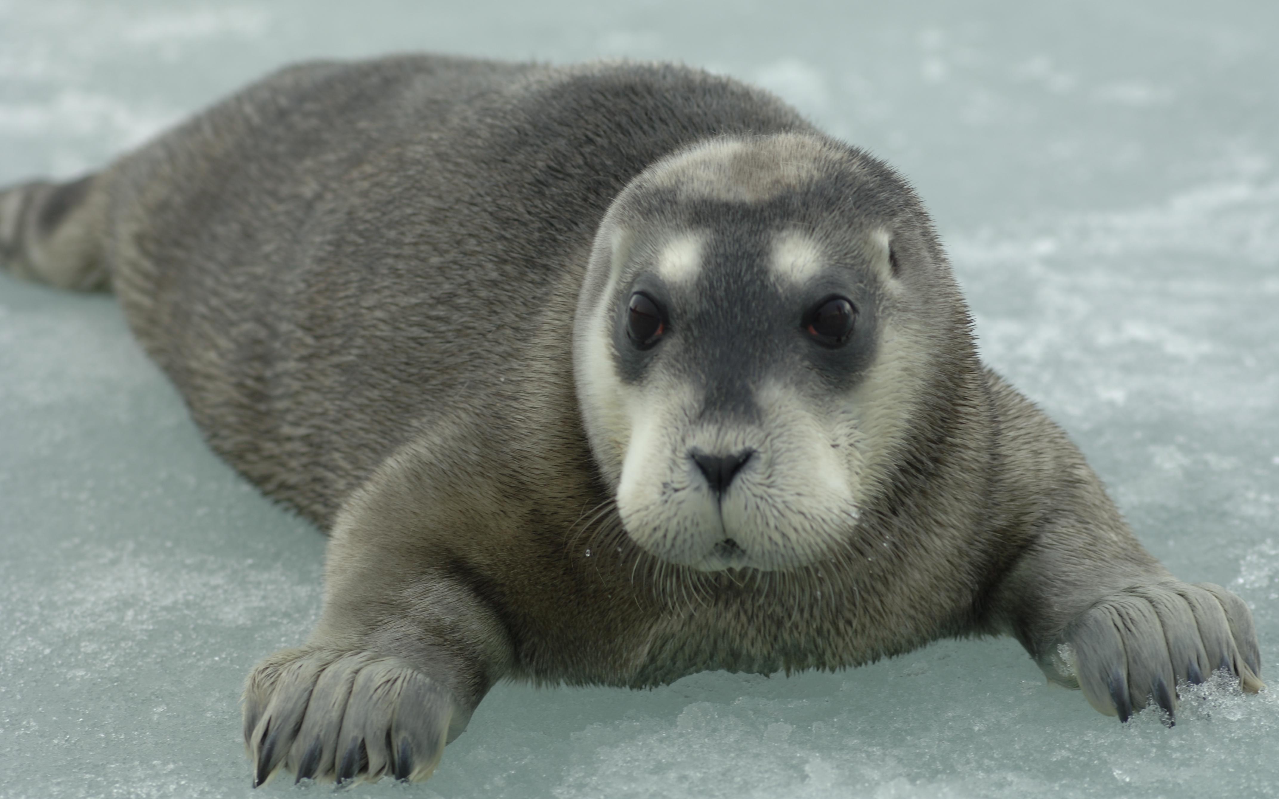 Детеныш морского зайца, или лахтака