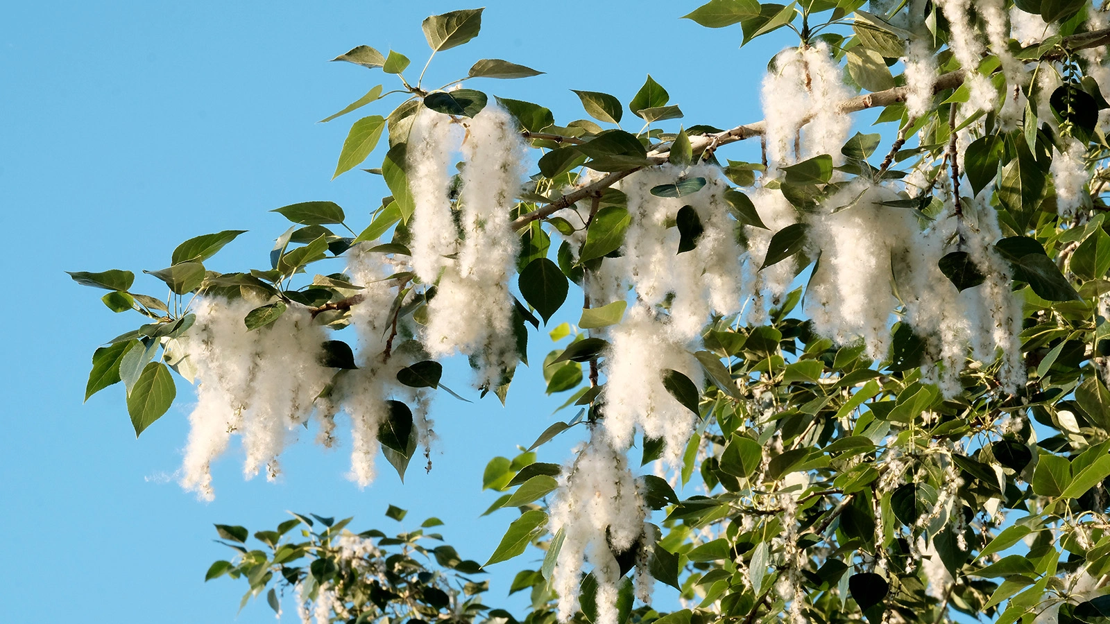 Тополиный пух