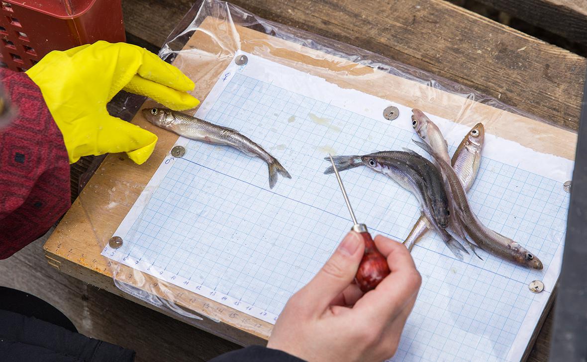 Губернатор Ленобласти сообщил о начале ловли корюшки