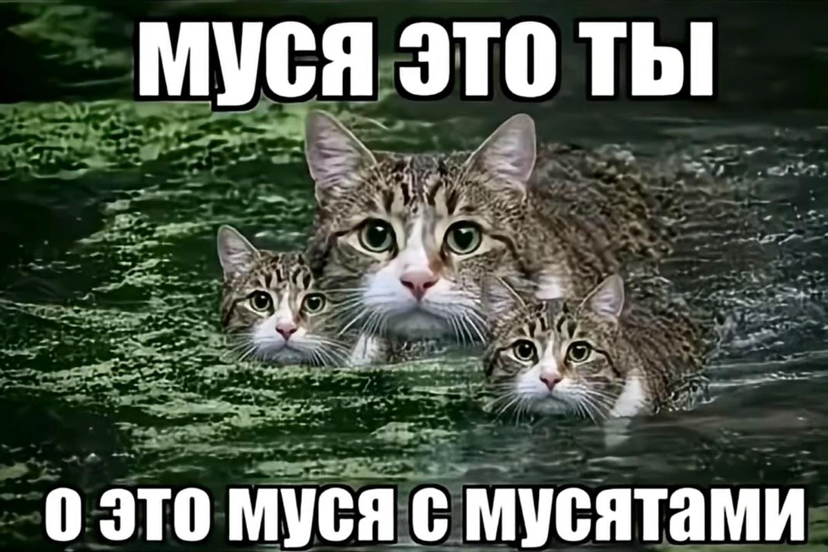 «Муся с мусятами» — милая версия мема