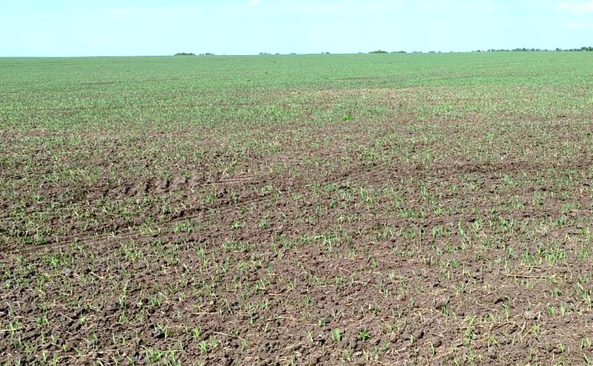 РБК Черноземье