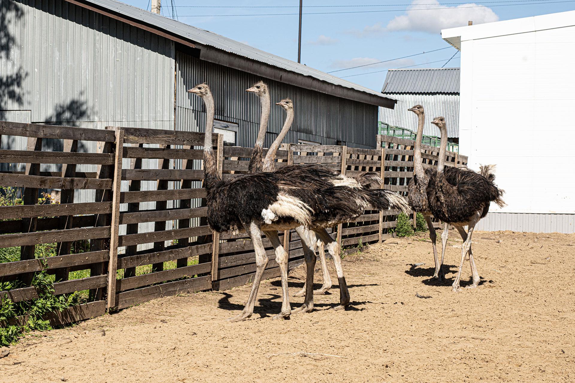 Ферма &laquo;Red Wall Family&raquo;