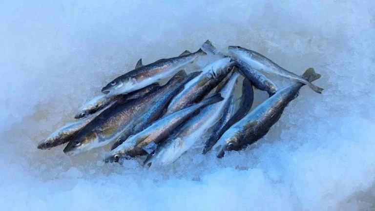 РБК Приморье