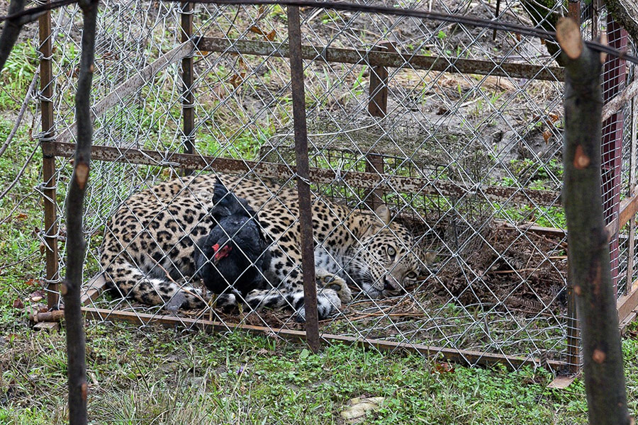 Пойманный леопард



