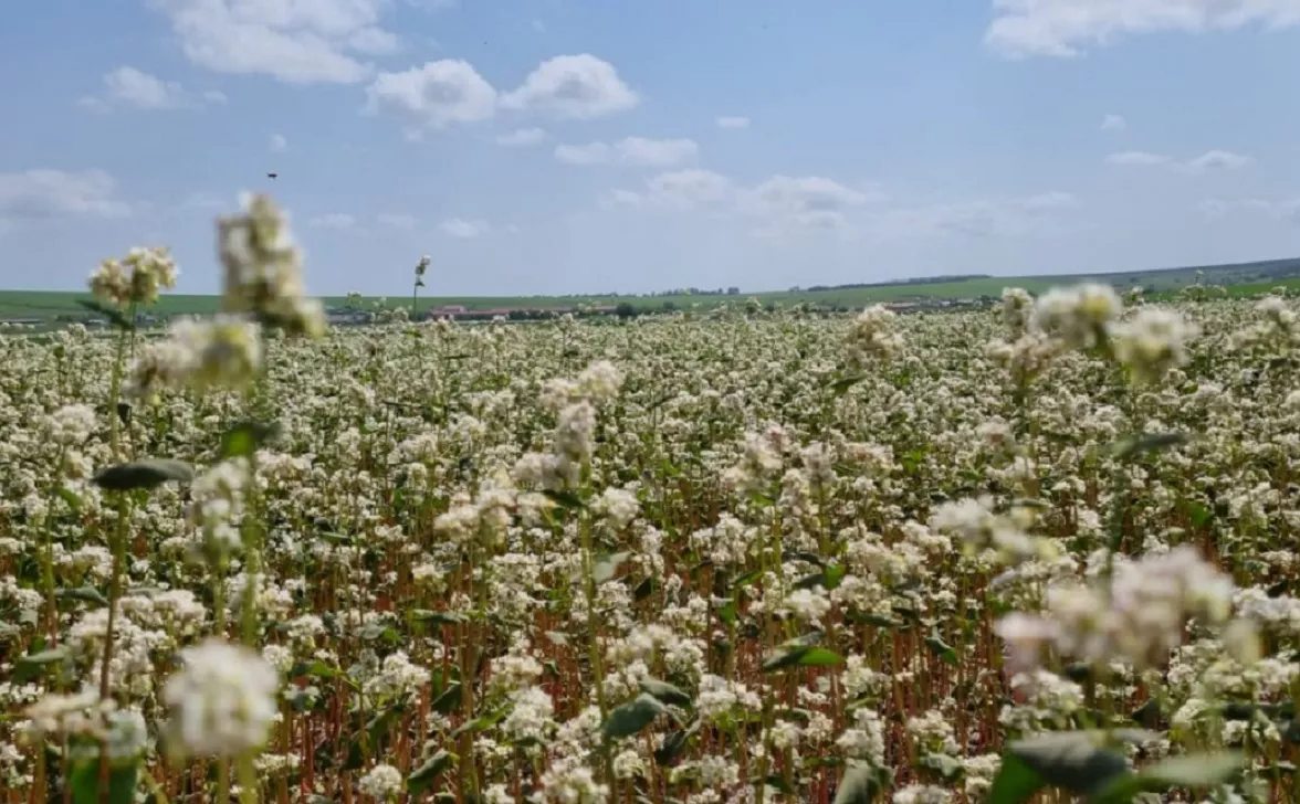 Минсельхоз РФ