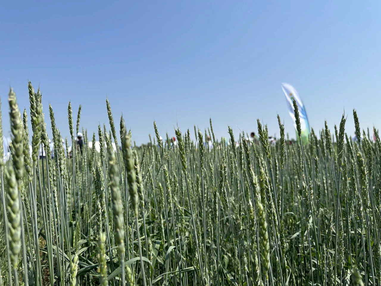 РБК Татарстан