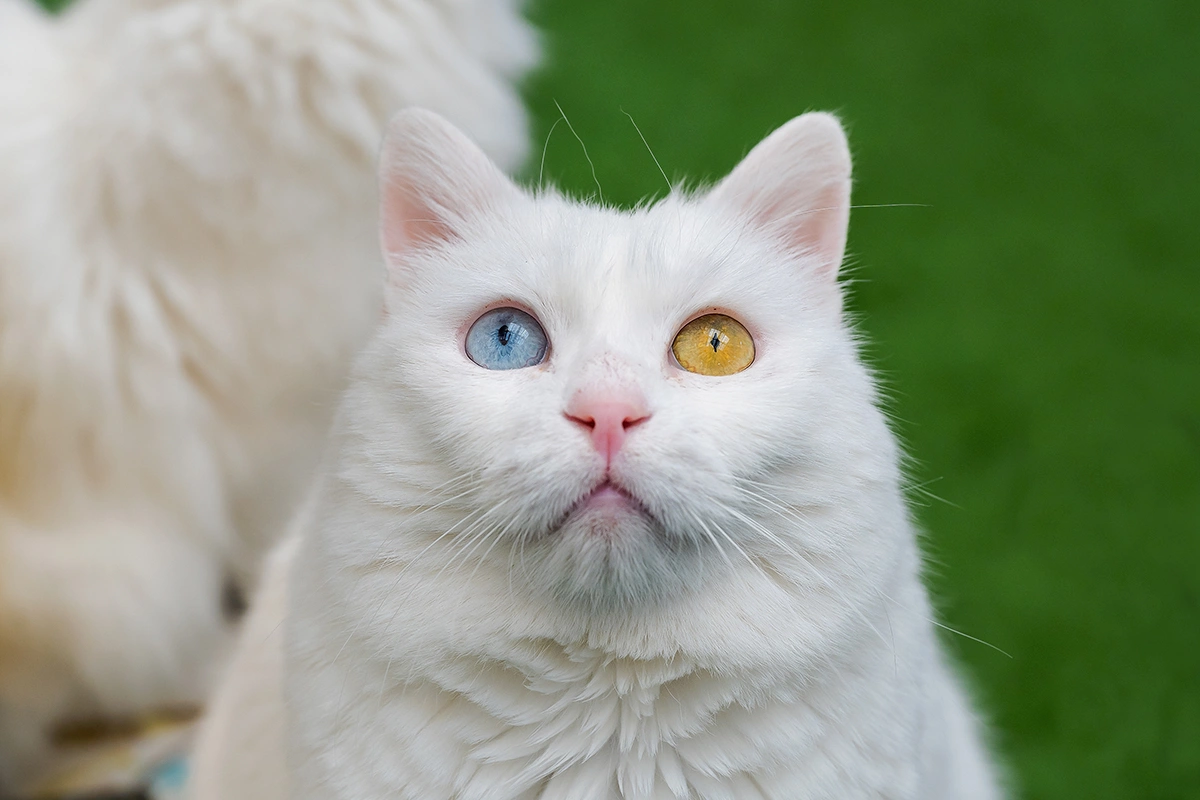 Ванская кошка