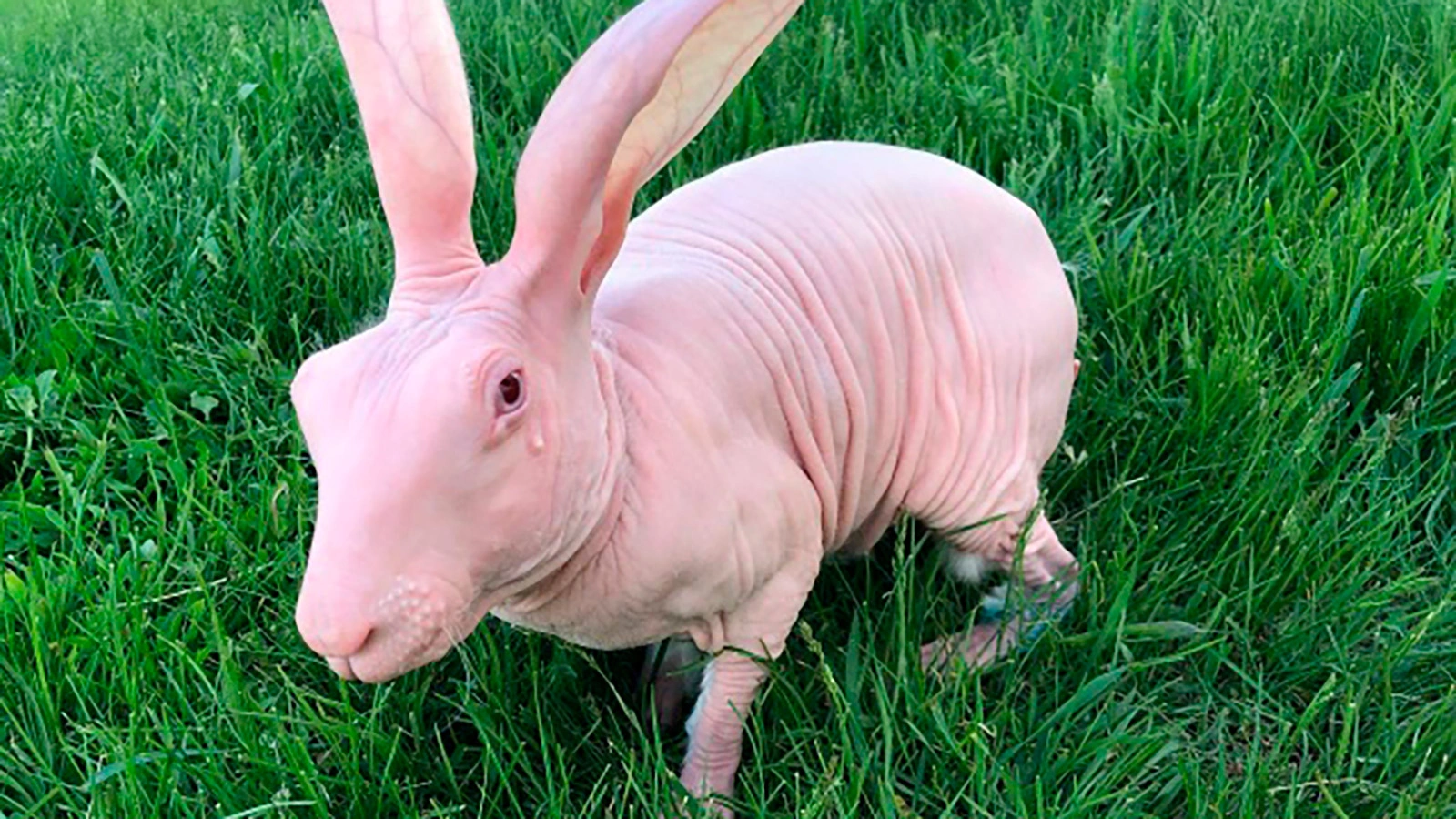 Кролик Добби