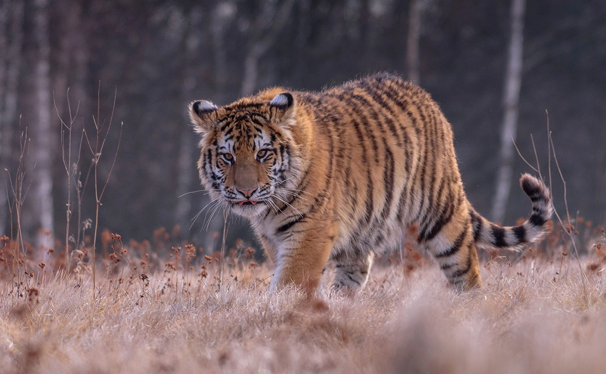 Vaclav Sebek / Shutterstock