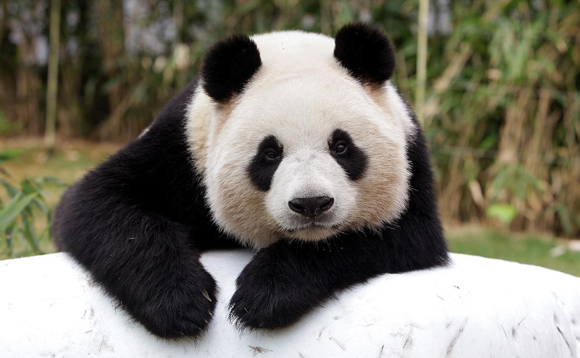 Фото: Chung Sung-Jun / Getty Images