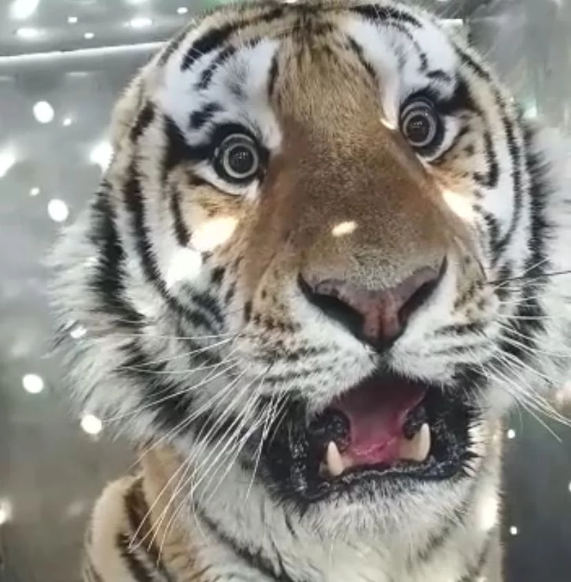 скриншот видео минприроды Приморского края