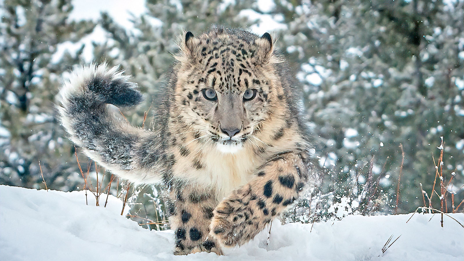 Снежный барс