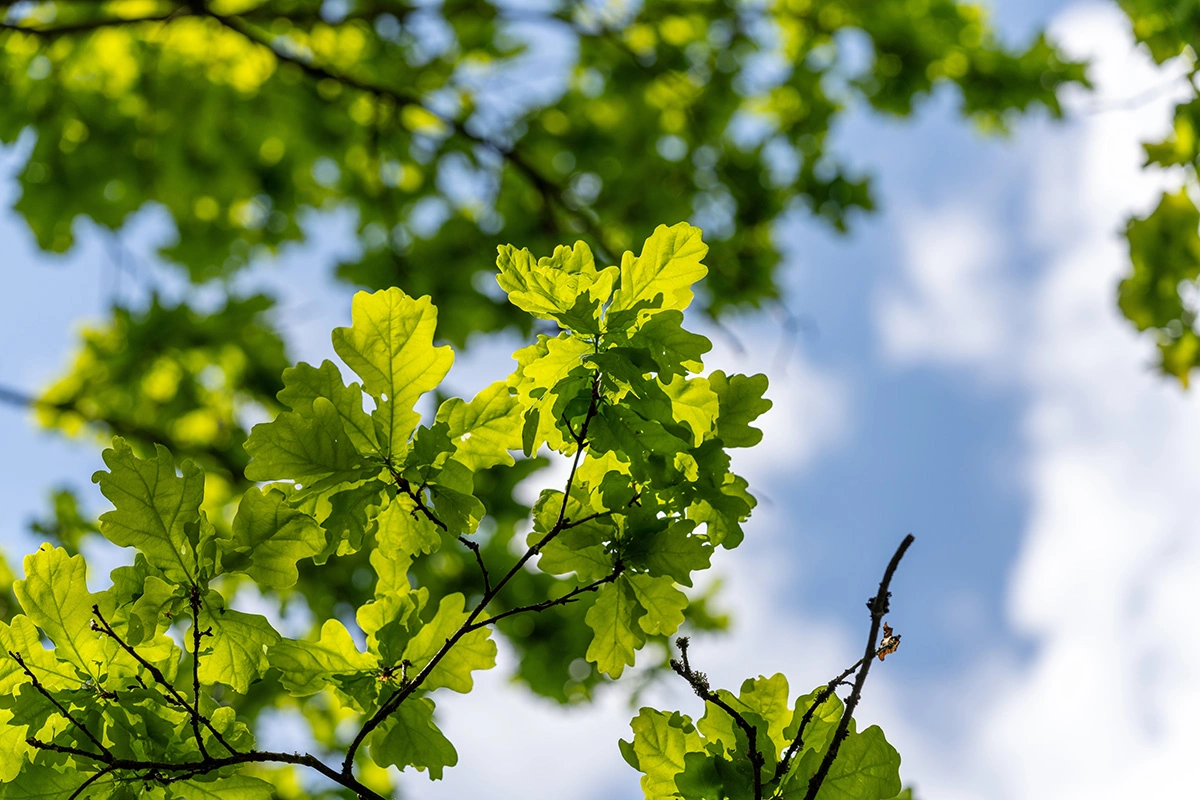 Если дуб распускается раньше ясеня, лето ожидается сухим