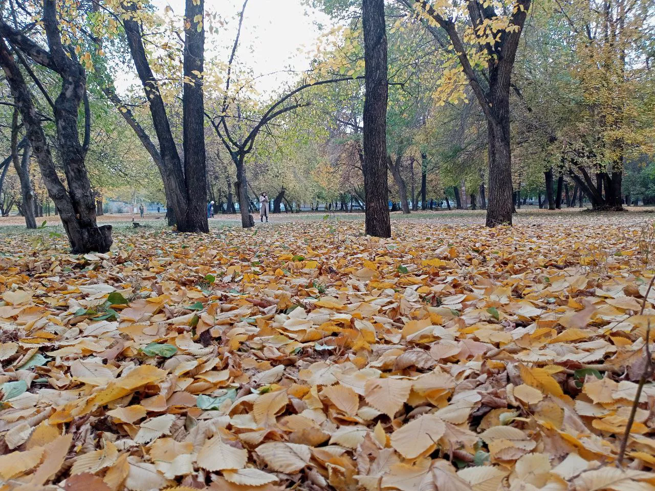РБК Новосибирск