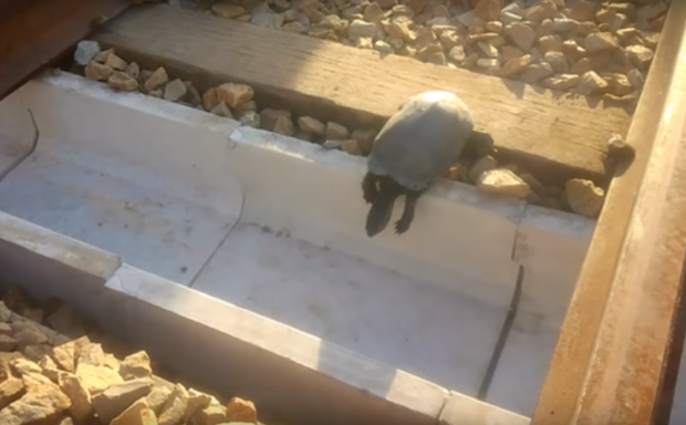 Черепаха ползет в тоннель.