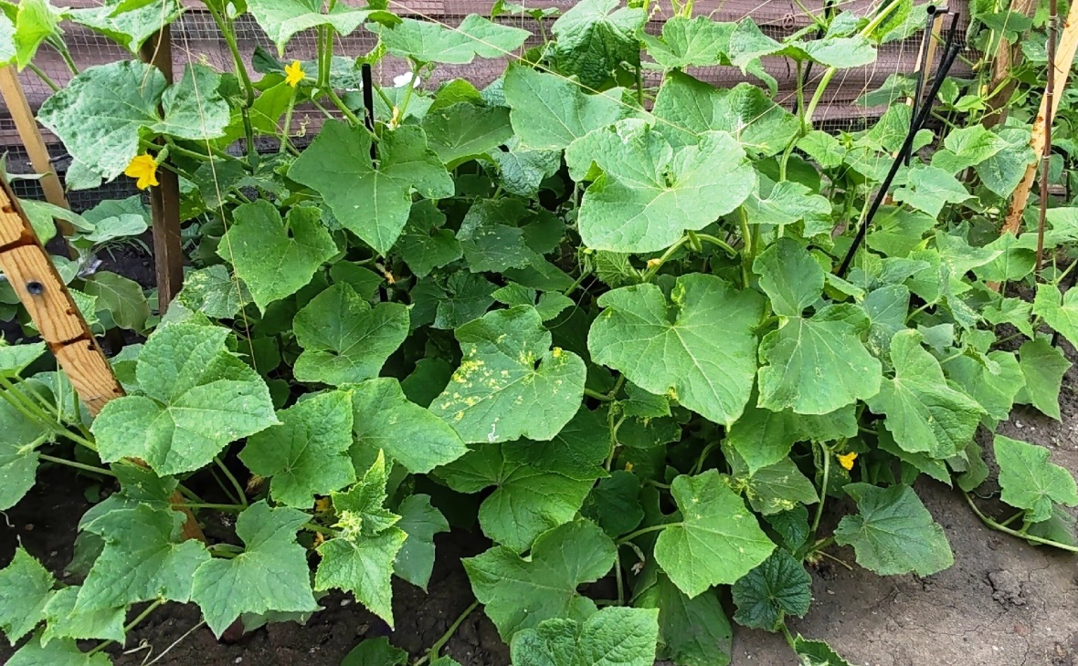 РБК Черноземье