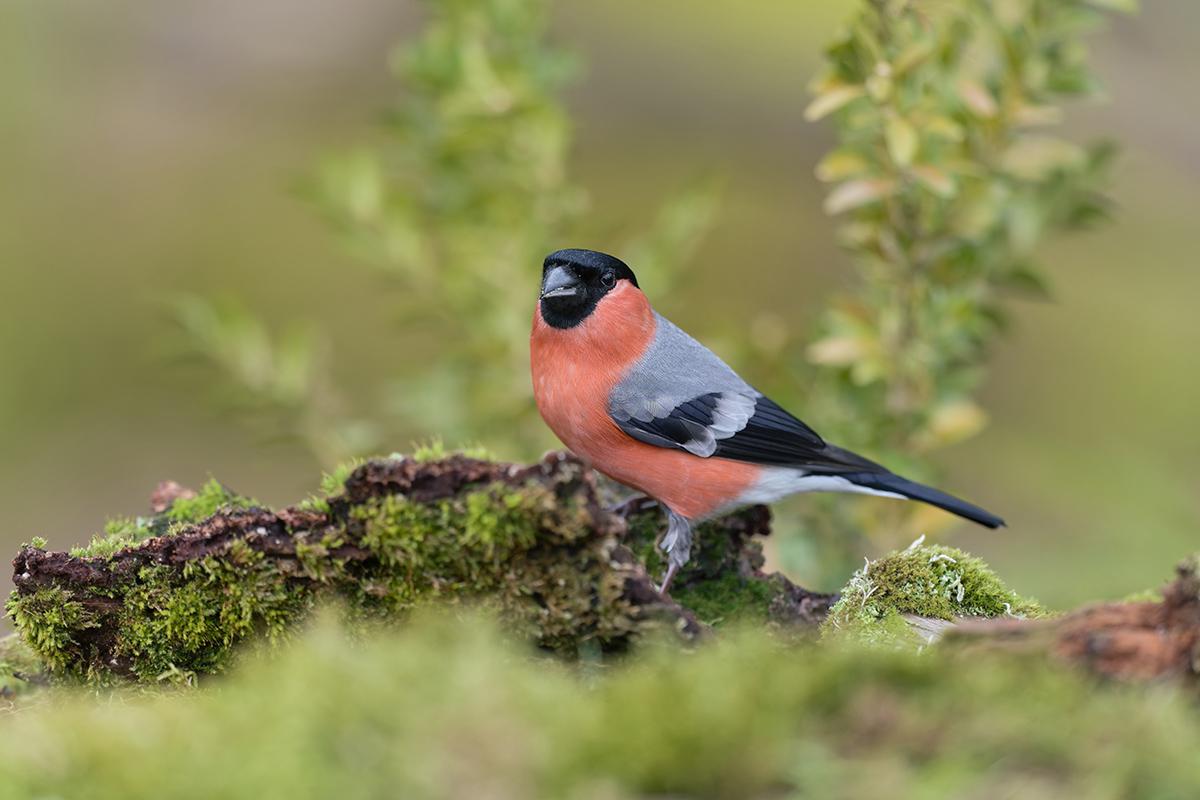 Фото: Monika Surzin / Shutterstock / FOTODOM