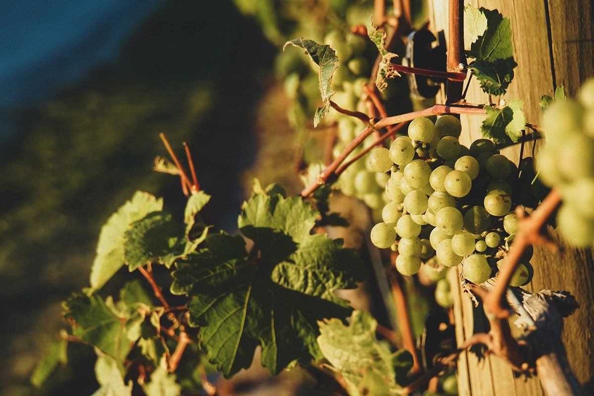 Самый крупный производитель вина в Дагестане «Дербент Вино» начал уборку урожая с сортов «бьянка» и «августин»