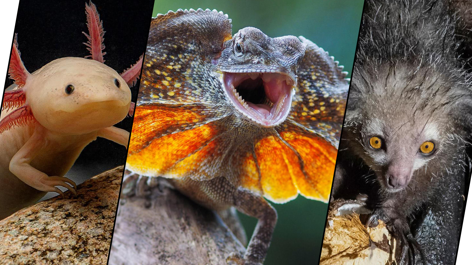 Аксолотль (Axolotl). Плащеносная ящерица (Chlamydosaurus kingii). Мадагаскарская руконожка (Daubentonia madagascariensis)