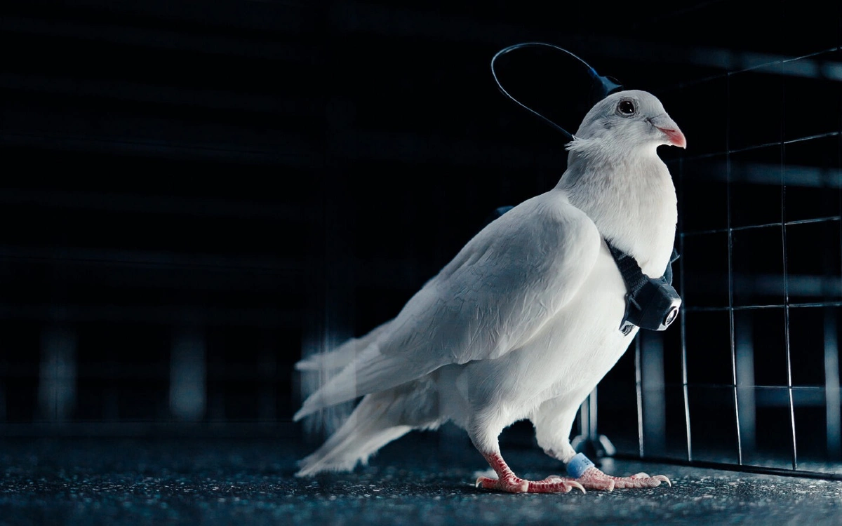 Голубь-биодрон PJN-1