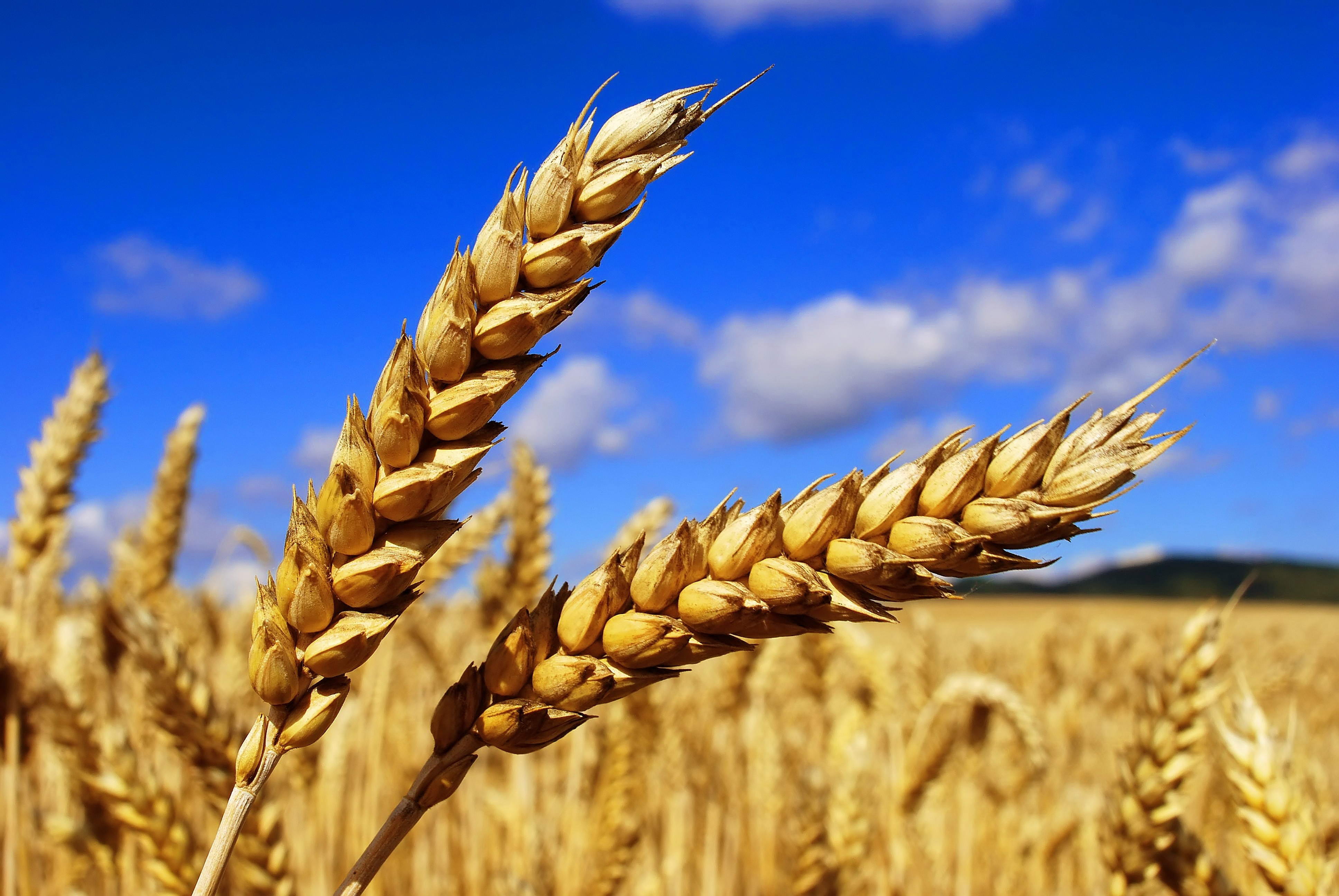 Татарстан вошел в пятерку лидеров по уборке зерна