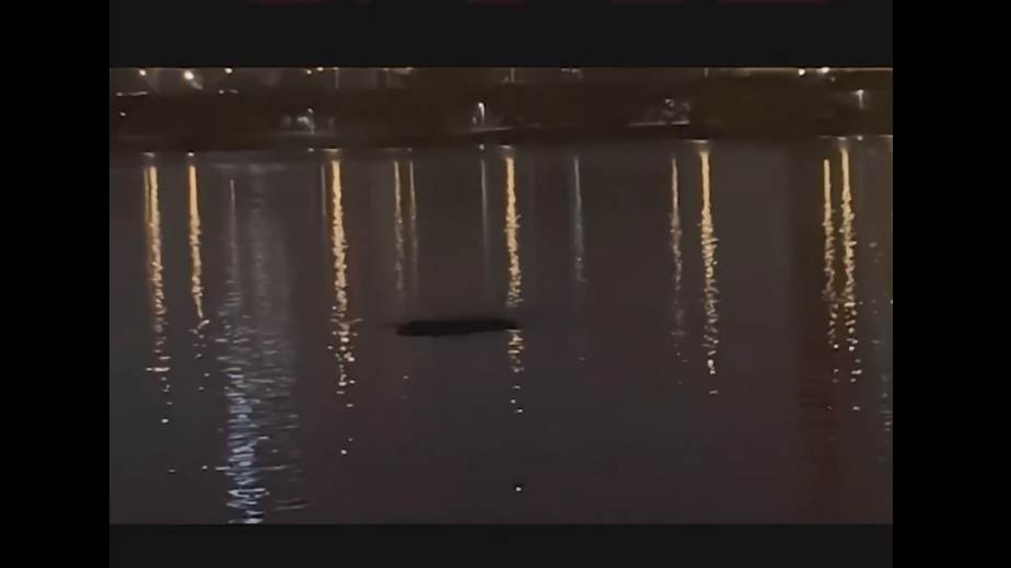 В Сеуле неизвестное 10-метровое существо напугало рыбака. Видео