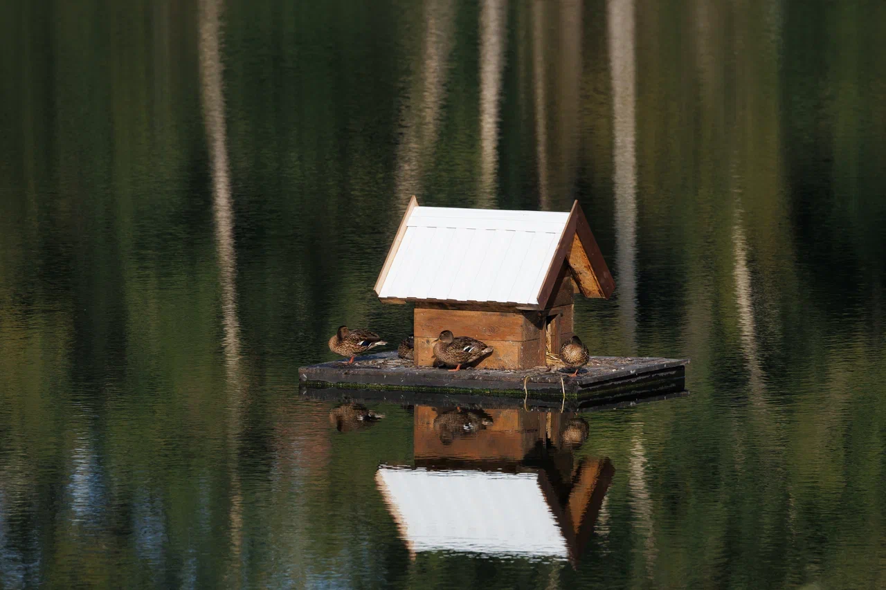 Фото: Брусника