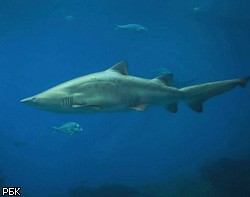 На Сейшелах объявилась акула-людоед: ее жертвой стал молодожен