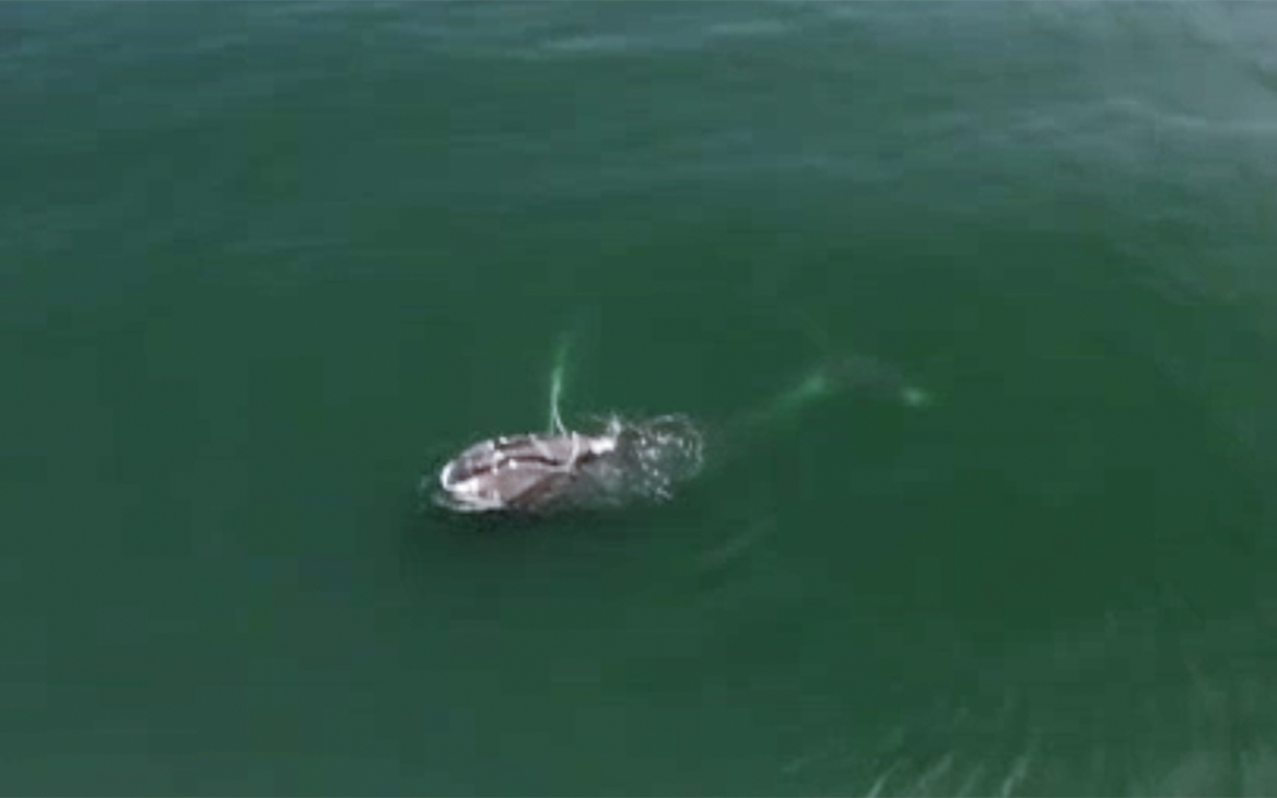 Дегтярев назвал срок спасения запутавшегося в сетях в Охотском море кита