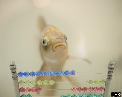 Ученые: Рыбы умеют считать, но только до четырех