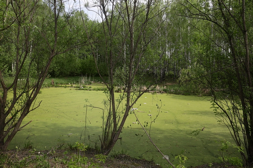 Ростислав Нетисов / nsknews.info