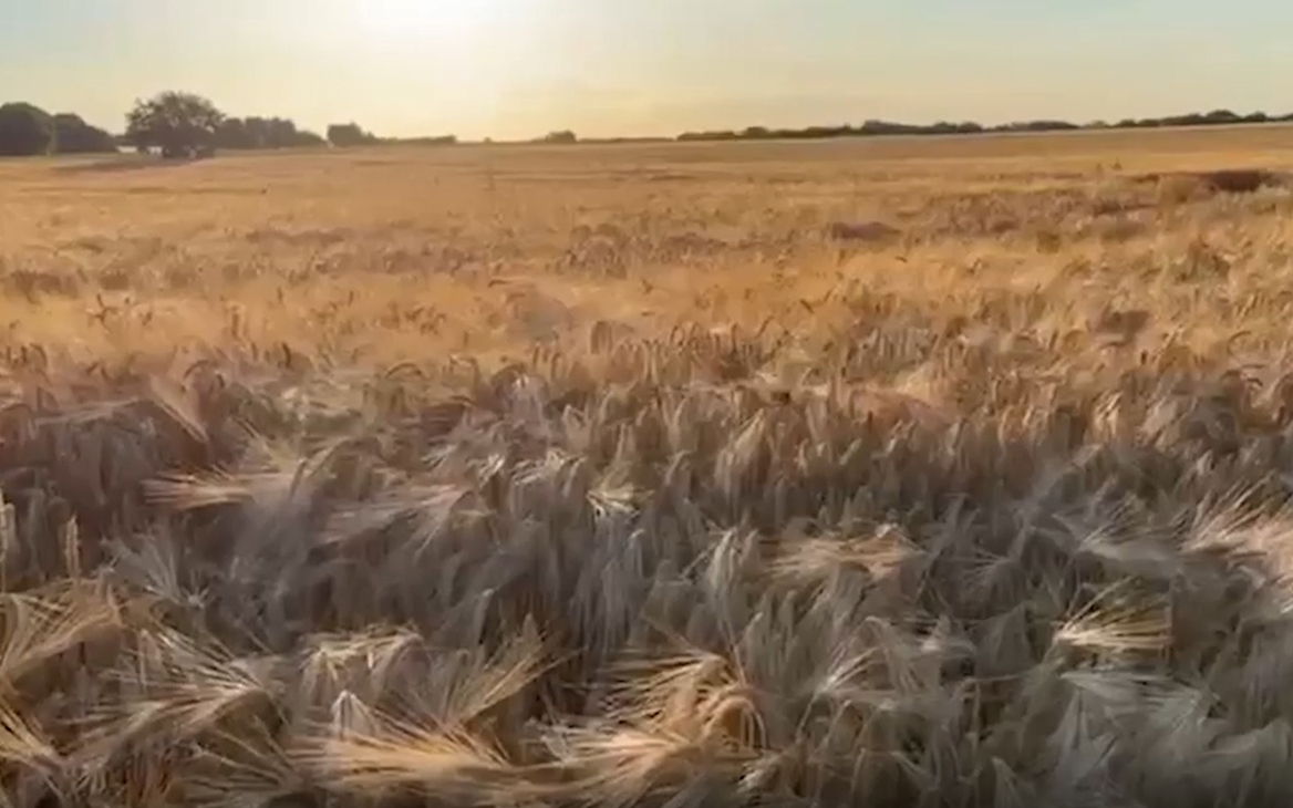 Дерипаска показал поля пшеницы и пообещал, что голода не будет