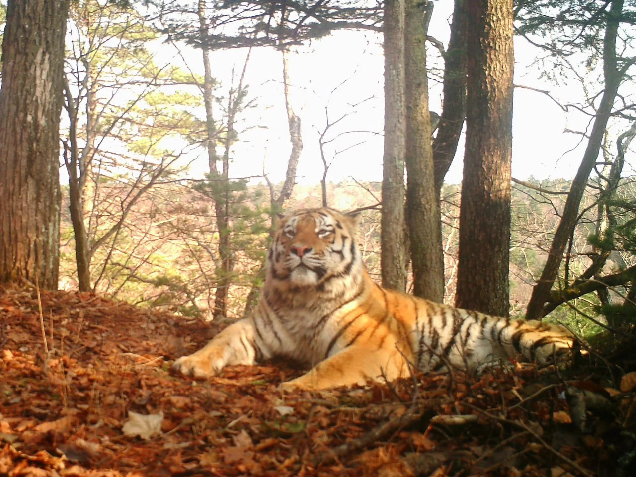 Центр "Амурский тигр"