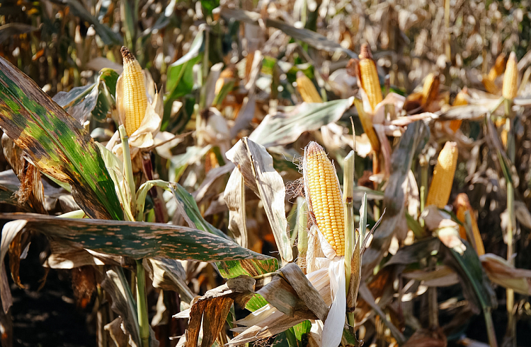 Правительство Приморского края
